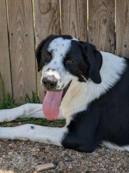 Gardina -  Anatolian Shepherd Dog for Adoption in Benson, Arizona - Gardina | PetCurious