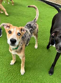 Azuly the Aussie Shepherd Mix -  Australian Shepherd and Shepherd Dog for Adoption in Muskego, Wisconsin - Azuly The Aussie Shepherd Mix | PetCurious