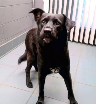 Slide -  Mixed Breed Dog for Adoption in Nashville, Tennessee - Slide | PetCurious