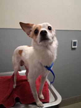 CARROT -  Chihuahua Dog Available for Adoption in Las Vegas, Nevada - CARROT | PetCurious