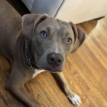 Rescue Pit Bull Terrier Dogs for Adoption in Columbia, South Carolina - Mocha | PetCurious