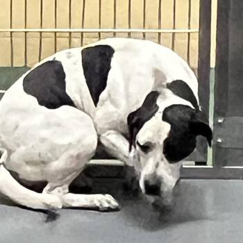 Mixed Breed Dogs Available for Adoption in Memphis, Tennessee - Spot | PetCurious