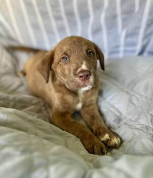 American Staffordshire Terrier and Redbone Coonhound Dogs Available for Adoption in Gulfport, Mississippi - Simba | PetCurious