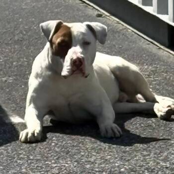 Mixed Breed Dogs Available for Adoption in Huntington, West Virginia - Luther Stray Hold 4/14 | PetCurious