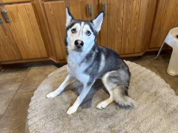 Husky Dogs Available for Adoption in Northwood, Ohio - SMALL & PETITE | PetCurious