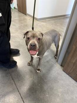 Rescue American Staffordshire Terrier and Mixed Breed Dogs for Adoption in Brunswick, Georgia - LOLA | PetCurious
