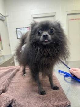 Cyrus -  Pomeranian and Mixed Breed Dog for Adoption in Fishers, Indiana - Cyrus | PetCurious