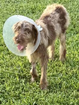 Hypoallergenic Labradoodle Puppy Boy Win -  Labradoodle Dog for Adoption in Boca Raton, Florida - Hypoallergenic Labradoodle Puppy Boy Win | PetCurious