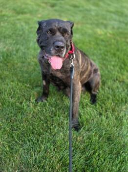 Sunny -  Cane Corso Dog for Adoption in Orland Park, Illinois - Sunny | PetCurious