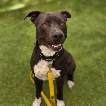 KNICK·KNACK -  Pit Bull Terrier Dog for Adoption in Las Vegas, Nevada - KNICK·KNACK | PetCurious