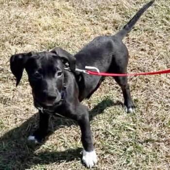 Albert -  Labrador Retriever and Shepherd Dog for Adoption in Traverse City, Michigan - Albert | PetCurious