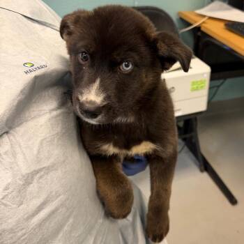 Husky and Mixed Breed Dogs Available for Adoption in Charlottesville, Virginia - Karen Plankton | PetCurious