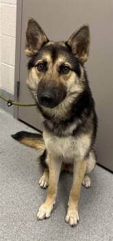 CLAUDIA -  German Shepherd Dog Dog for Adoption in Indianapolis, Indiana - CLAUDIA | PetCurious