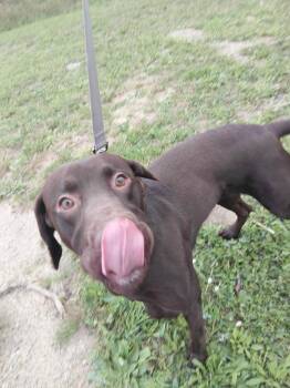Count Chocula -  Labrador Retriever Dog for Adoption in Grand Rapids, Minnesota - Count Chocula | PetCurious