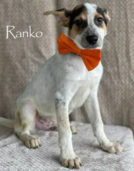 Australian Shepherd and Australian Kelpie Dogs Available for Adoption in Sioux City, Iowa - Ranko | PetCurious