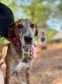 Greyhound and Mixed Breed Dogs Available for Adoption in Danielsville, Georgia - Lady Ann IN FOSTER | PetCurious