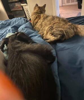 Scottish Terrier Dogs Available for Adoption - Bentley | PetCurious