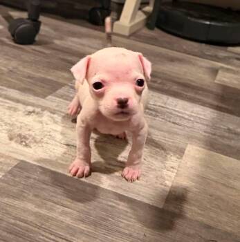 Pippa -  Staffordshire Bull Terrier Dog for Adoption in Lodi, California - Pippa | PetCurious