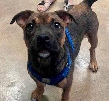 American Staffordshire Terrier and Terrier Dogs Available for Adoption in Bloomfield, Connecticut - Melon | PetCurious