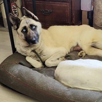 Shepherd and Husky Dogs Available for Adoption in Fredericksburg, Virginia - Pollina | PetCurious