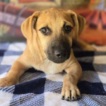 Chubbs -  Border Terrier and Beagle Dog for Adoption in Tylertown, Mississippi - Chubbs | PetCurious