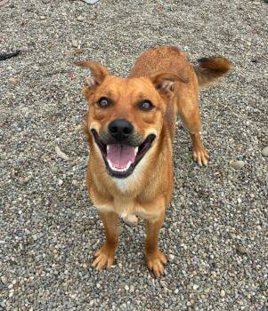 Shepherd Dogs Available for Adoption in Hornell, New York - Dunkin | PetCurious