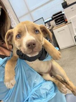 Chassahowitzka -  Hound and Mixed Breed Dog for Adoption in Fresno, California - Chassahowitzka | PetCurious