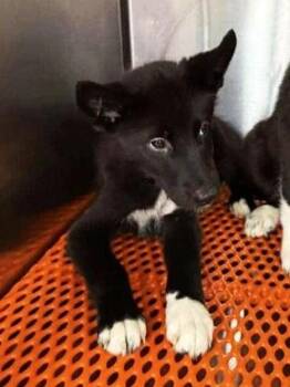 Rescue Siberian Husky and Labrador Retriever Dogs for Adoption in Casselberry, Florida - Autumn | PetCurious