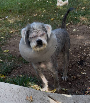 Rescue Schnauzer and Mixed Breed Dogs for Adoption in Severance, Colorado - Oliver | PetCurious