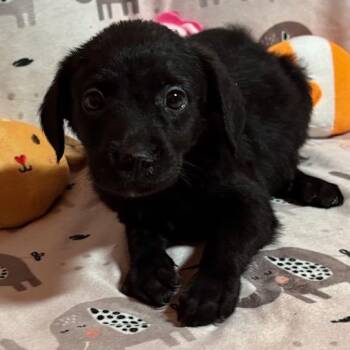 Poppy -  Labrador Retriever Dog for Adoption in Brookeville, Maryland - Poppy | PetCurious