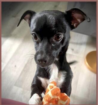 Wasabi -  Chihuahua Dog for Adoption in Milton, Florida - Wasabi | PetCurious