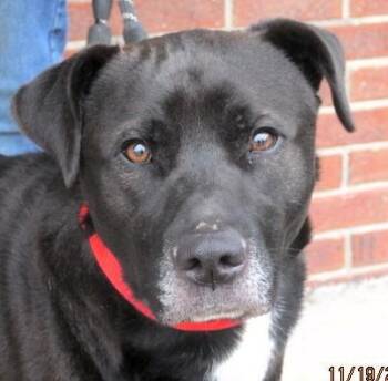 Rescue Labrador Retriever and Border Collie Dogs for Adoption in Paris, Kentucky - Floyd | PetCurious
