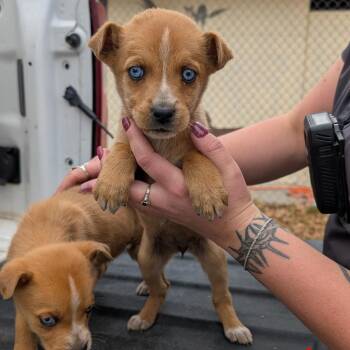 Siberian Husky and Mixed Breed Dogs Available for Adoption - Masque | PetCurious