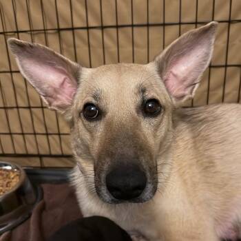 Nessie Mae -  Shepherd Dog for Adoption in Greenfield, Indiana - Nessie Mae | PetCurious
