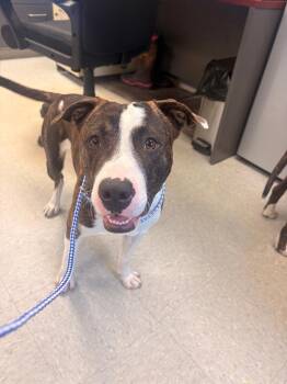 Woody -  Pit Bull Terrier Dog for Adoption in Medina, Ohio - Woody | PetCurious