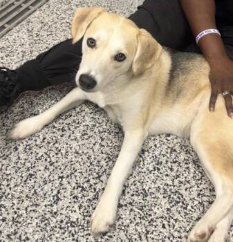 Beagle and Mixed Breed Dogs Available for Adoption in West Chester, Pennsylvania - Maybelline | PetCurious
