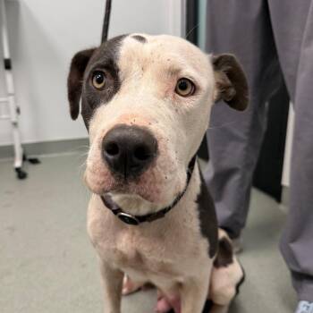 Narnia -  Pit Bull Terrier Dog for Adoption in Abilene, Texas - Narnia | PetCurious