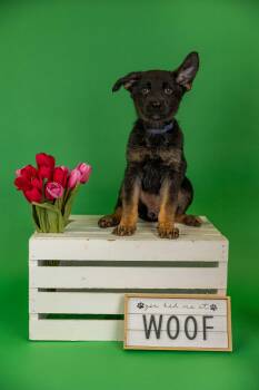 Shepherd Dogs Available for Adoption in Brighton, Colorado - 303-26 | PetCurious