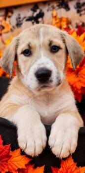 Skittles -  Pit Bull Terrier and Labrador Retriever Dog for Adoption in Sumter, South Carolina - Skittles | PetCurious
