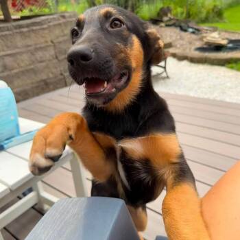Honey Bun -  German Shepherd Dog and Australian Shepherd Dog for Adoption in Brockport, New York - Honey Bun | PetCurious