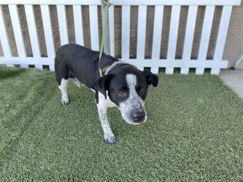 Australian Cattle Dog Blue Heeler Dogs Available for Adoption in Modesto, California - A610745 | PetCurious