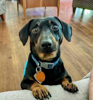 Ernie -  Dachshund Dog for Adoption in Scottsburg, Indiana - Ernie | PetCurious
