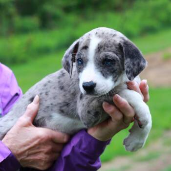 Catahoula Leopard Dog and Mixed Breed Dogs Available for Adoption in Stormville, New York - CT Oyster Avail May 30 (Ellington, CT) | PetCurious