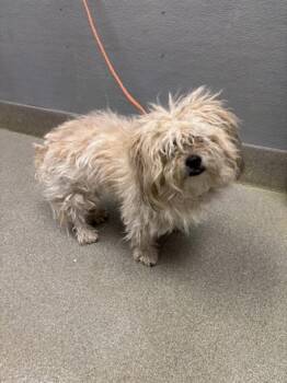Havanese and Poodle Dogs Available for Adoption in Las Vegas, Nevada - CHADWICK | PetCurious