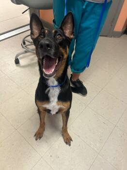 Rescue German Shepherd Dog Dogs for Adoption in Morgantown, Kentucky - Lady Blanche | PetCurious