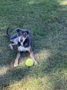 Rescue Hound and Doberman Pinscher Dogs for Adoption in Rockaway, New Jersey - Monte Tripod Louisiana | PetCurious