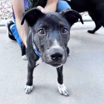 Rescue Mixed Breed and Black Labrador Retriever Dogs for Adoption in Bismarck, North Dakota - Summit | PetCurious