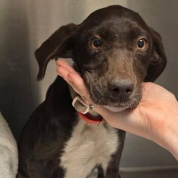 German Shorthaired Pointer and Hound Dogs Available for Adoption in Potomac, Maryland - Vivi | PetCurious