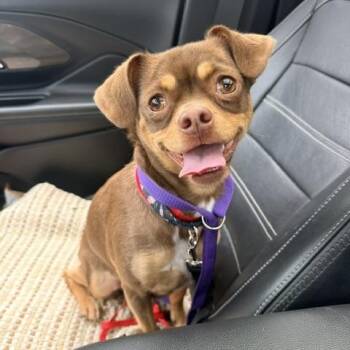 Chihuahua and Pug Dogs Available for Adoption in Marina Del Rey, California - Sandy | PetCurious