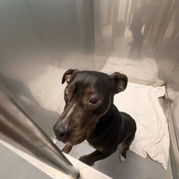 Play Doh -  Mixed Breed Dog for Adoption in Davenport, Iowa - Play Doh | PetCurious